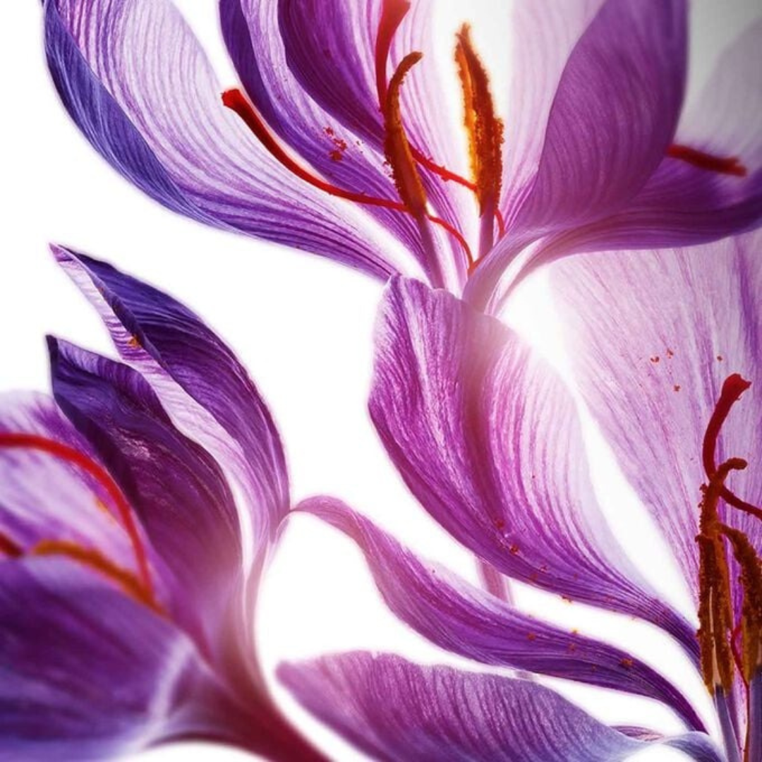 PURIFYING TONING LOTION