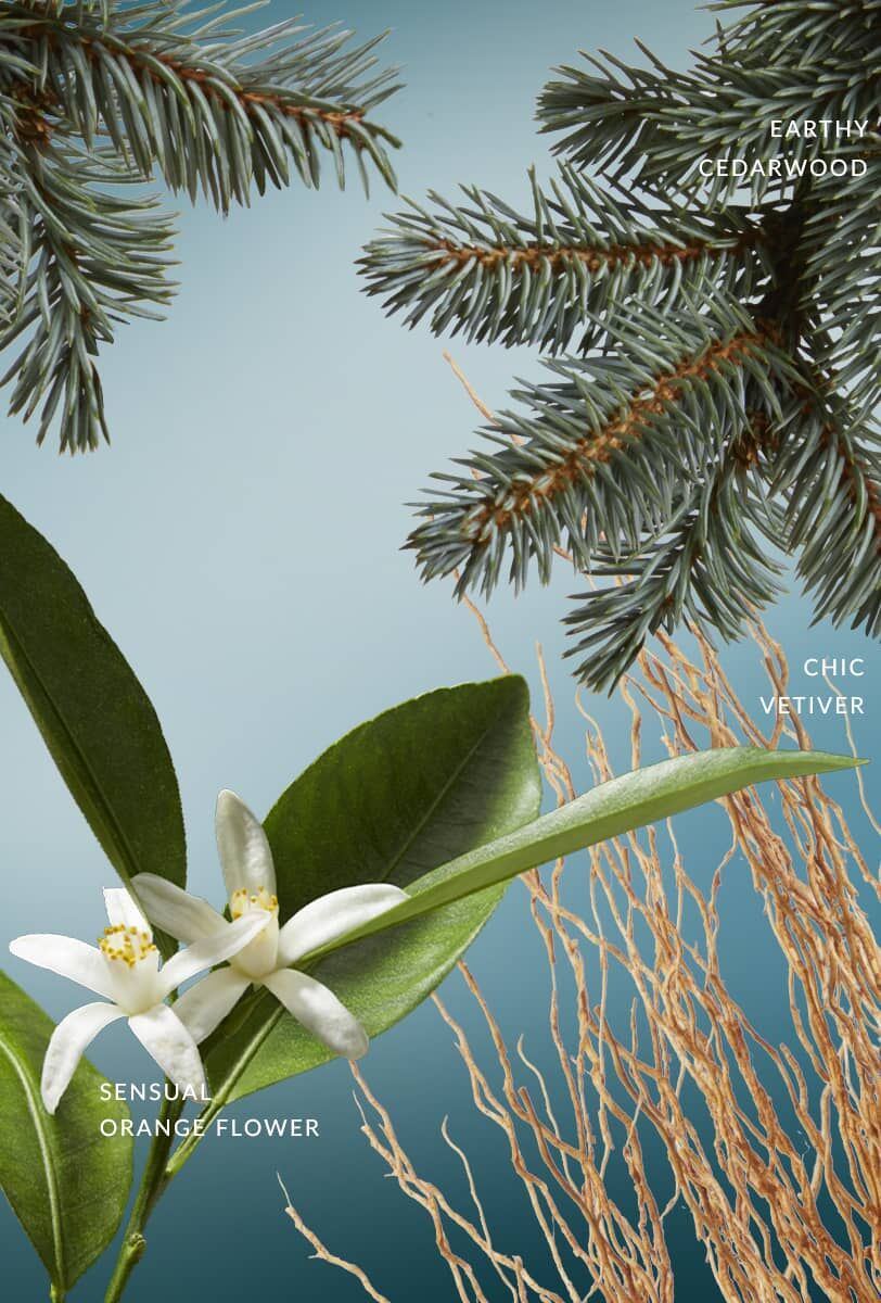 VETIVER FATAL – Exclusive Lines