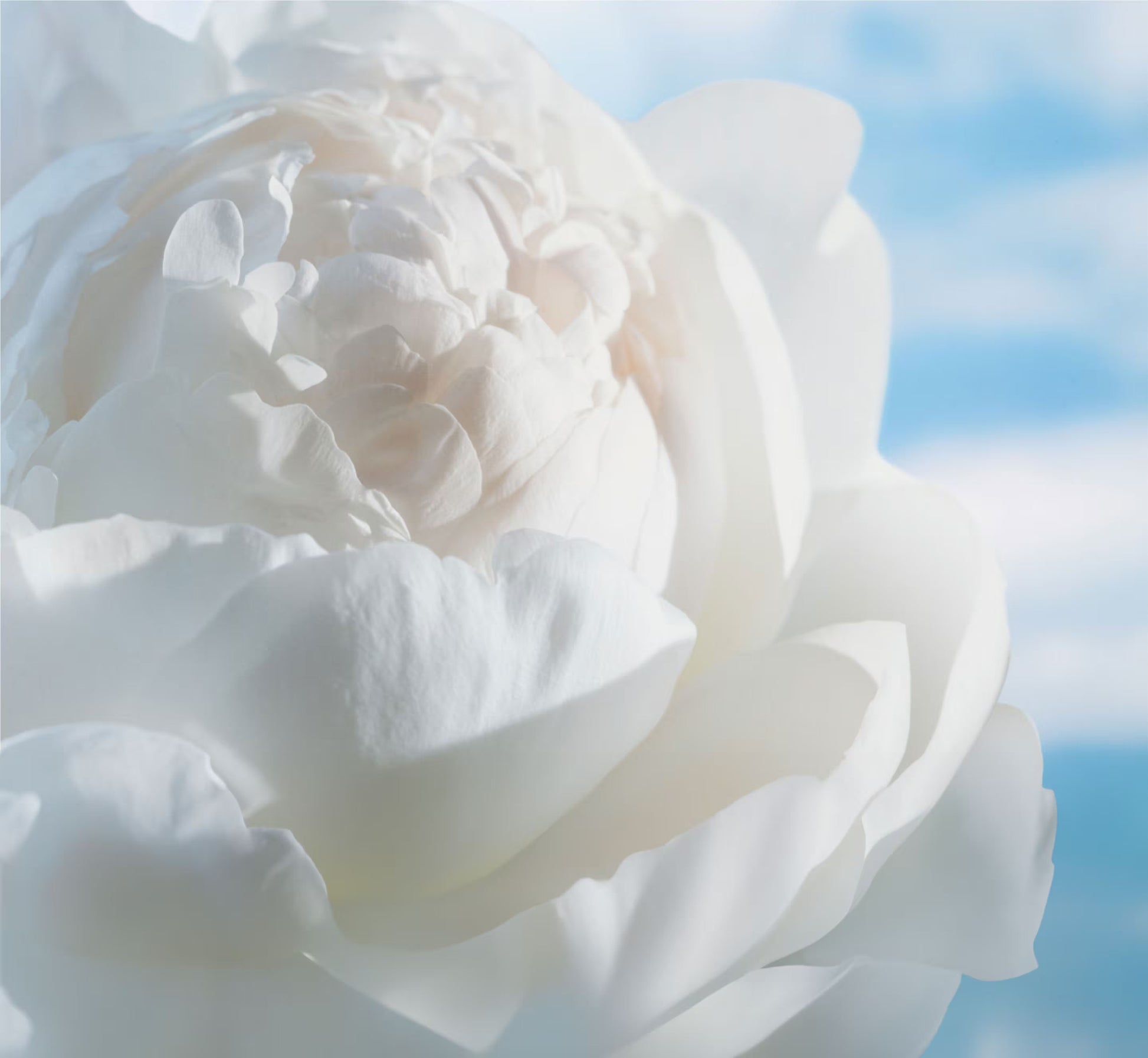 HYPER REAL FRESH CANVAS CREAM-TO-FOAM CLEANSER