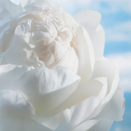 HYPER REAL FRESH CANVAS CREAM-TO-FOAM CLEANSER