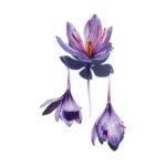 crocus_sativus